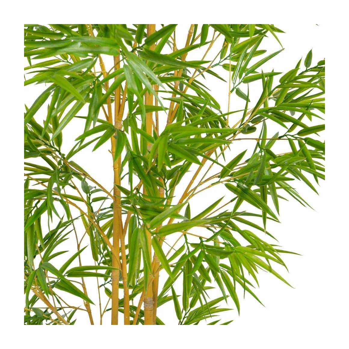 PLANTA BAMBU - Imagen 3
