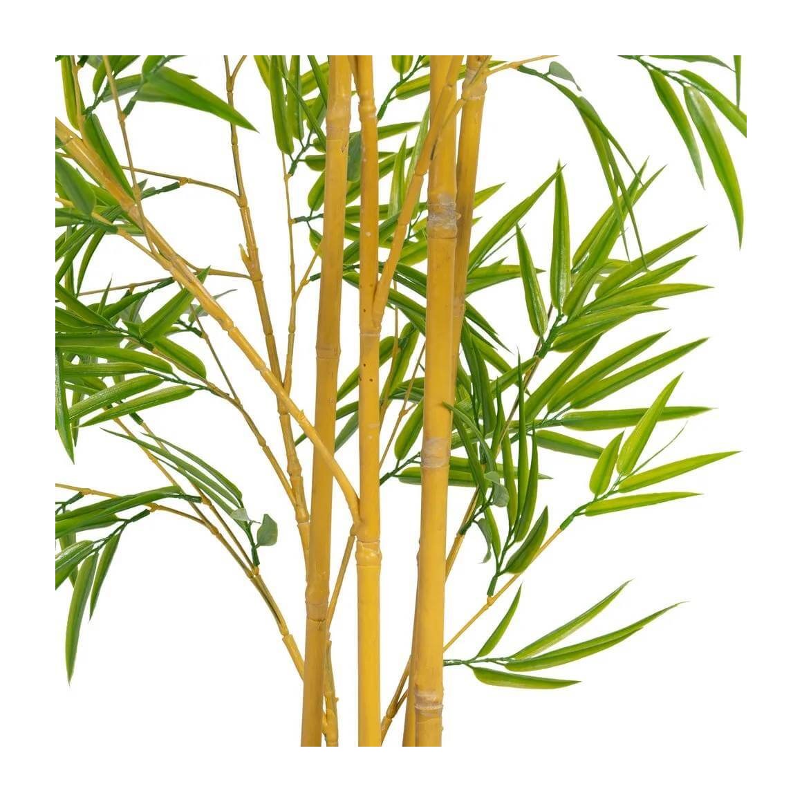PLANTA BAMBU - Imagen 4