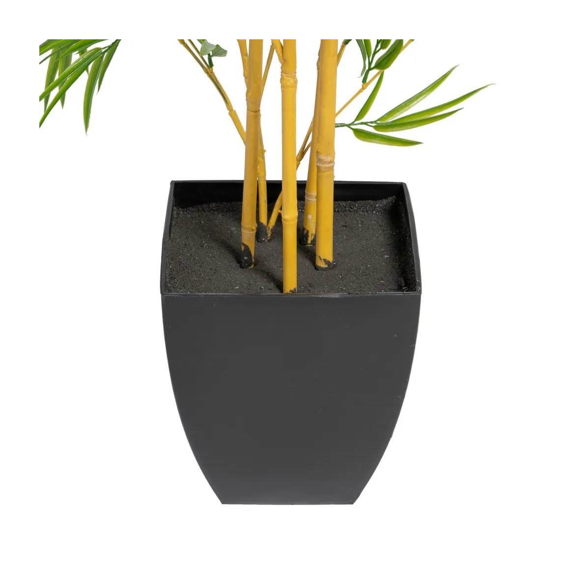 PLANTA BAMBU - Imagen 5